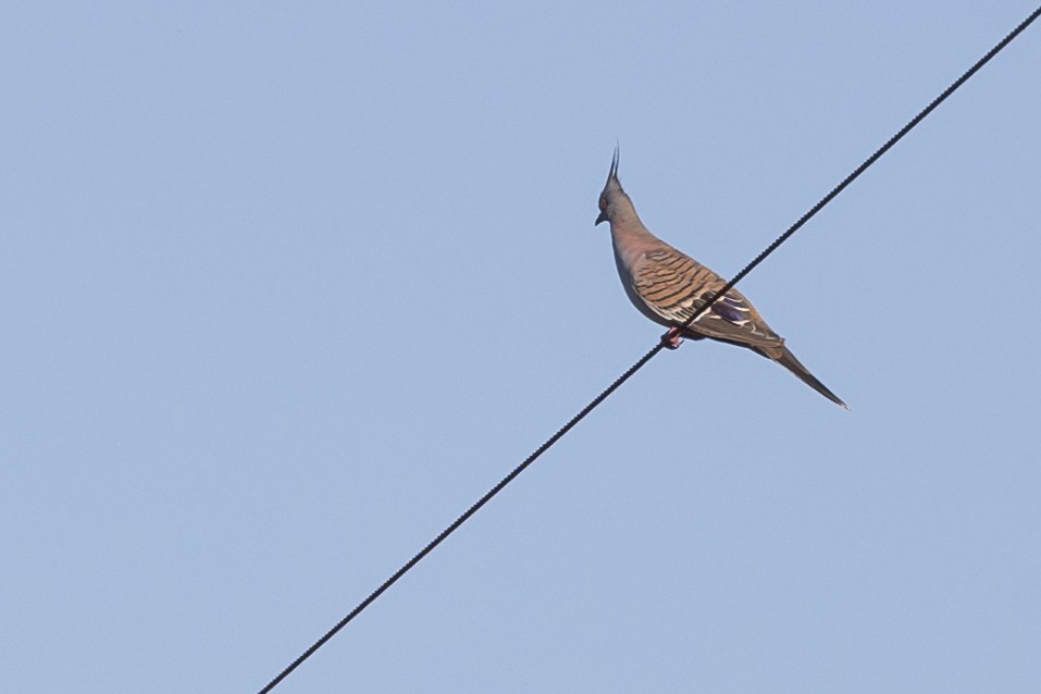 Crested Pigeon - ML617812170