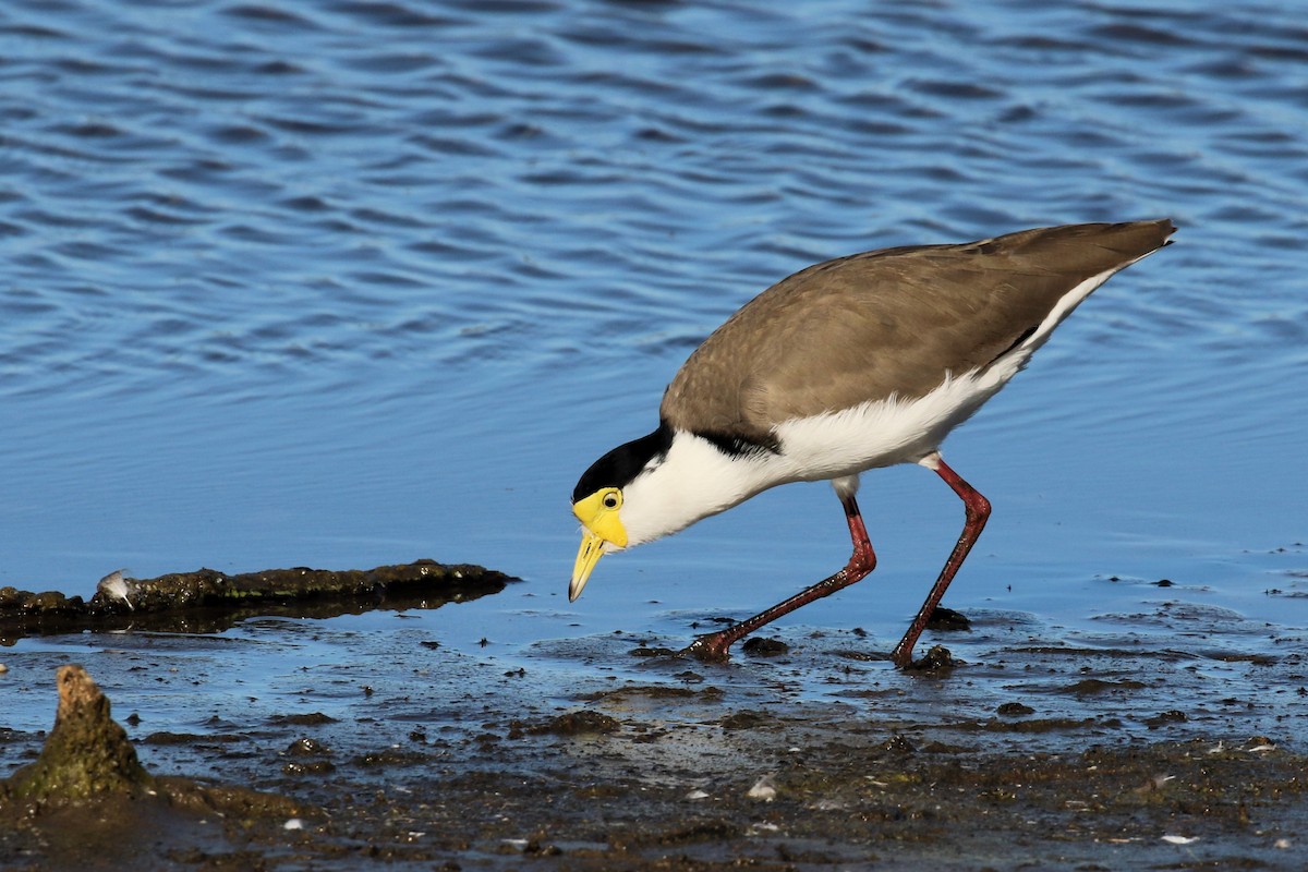 Masked Lapwing - ML617812177