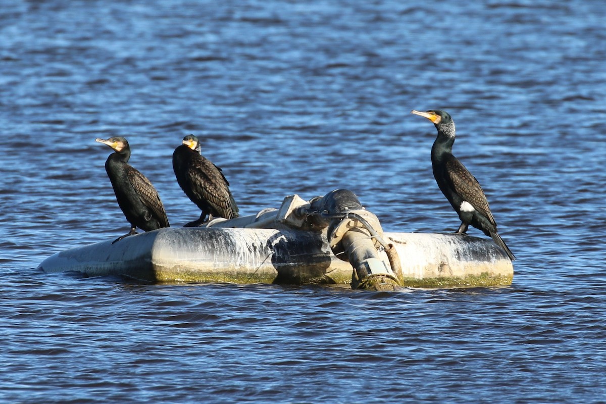 Grand Cormoran (novaehollandiae) - ML617812183