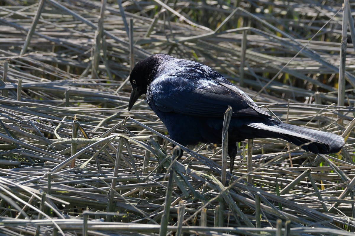 Boat-tailed Grackle - ML617812193