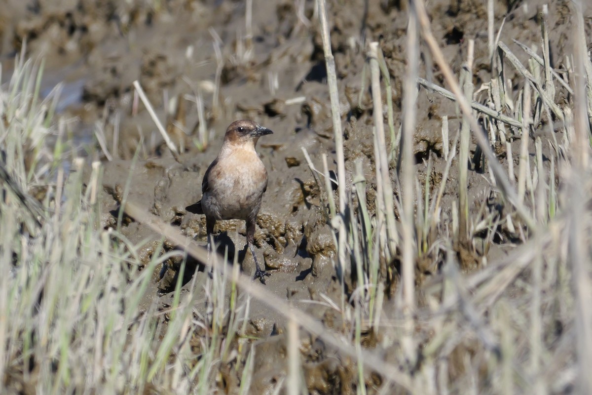 Boat-tailed Grackle - ML617812201