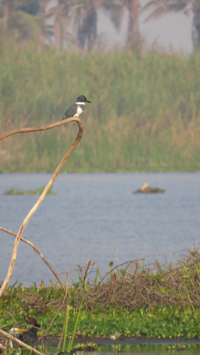 Belted Kingfisher - ML617812207