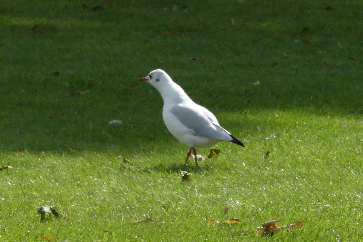 Mouette rieuse - ML617812209