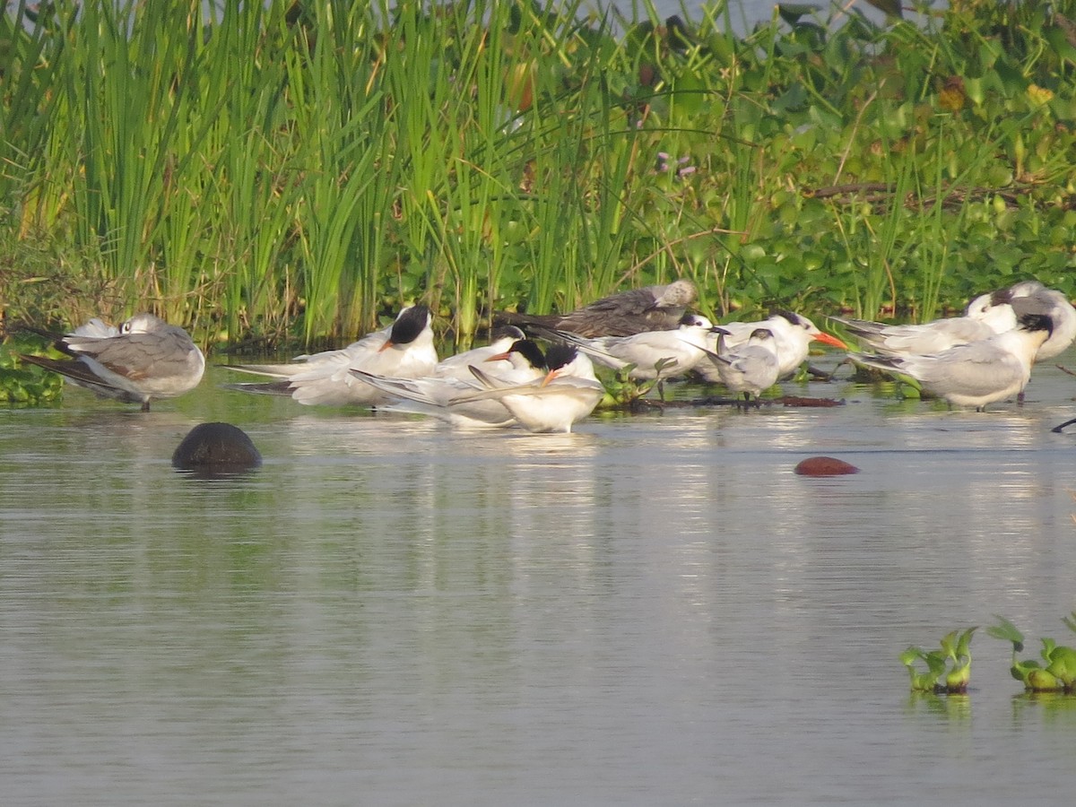 Sandwich Tern - ML617812222