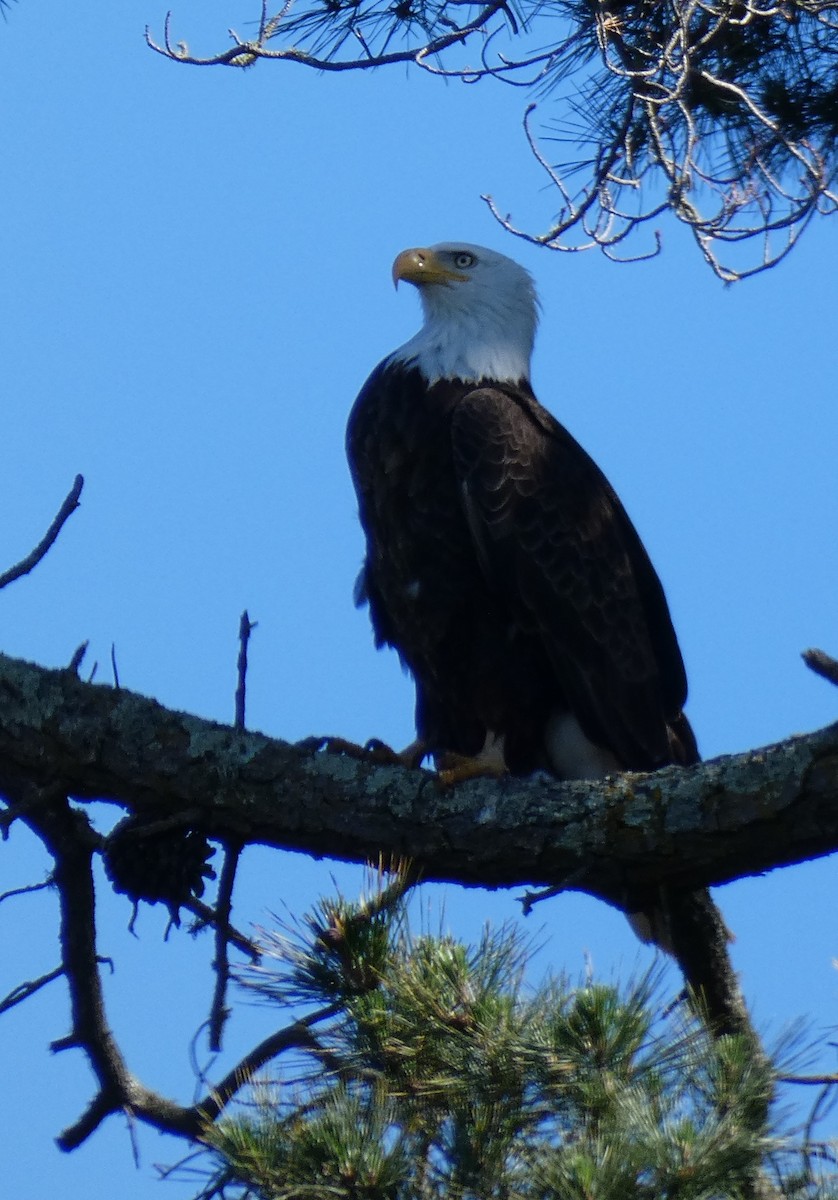 Bald Eagle - Sally Picciotto