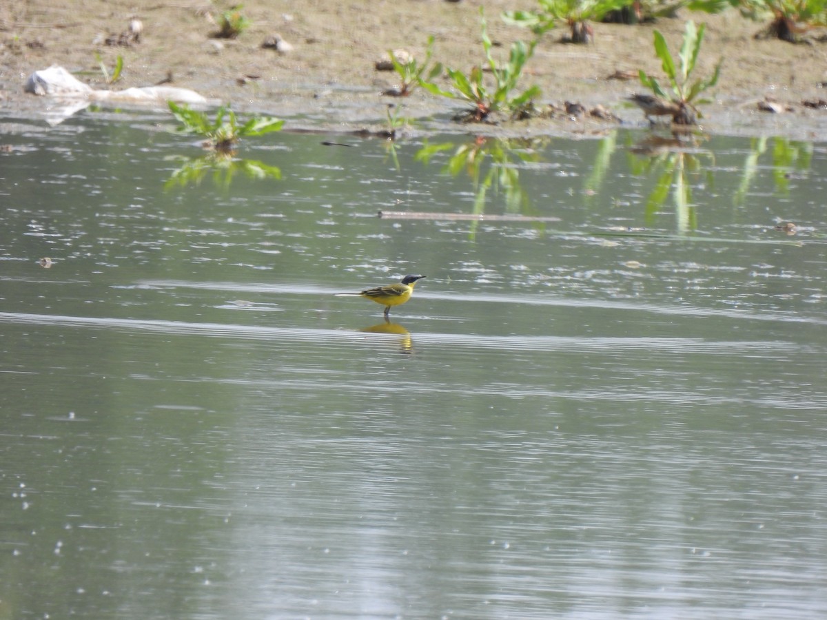 Eastern Yellow Wagtail - ML617812277