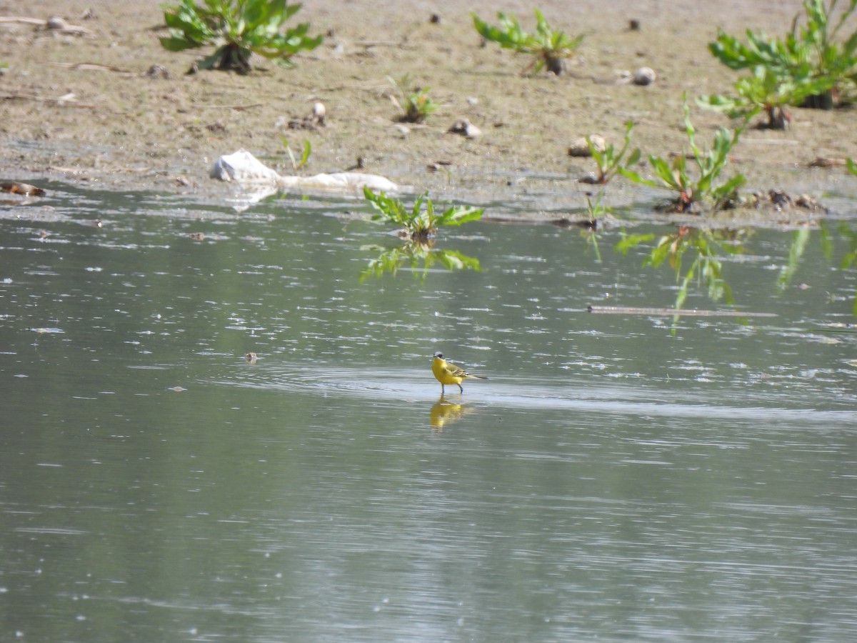 Eastern Yellow Wagtail - ML617812278