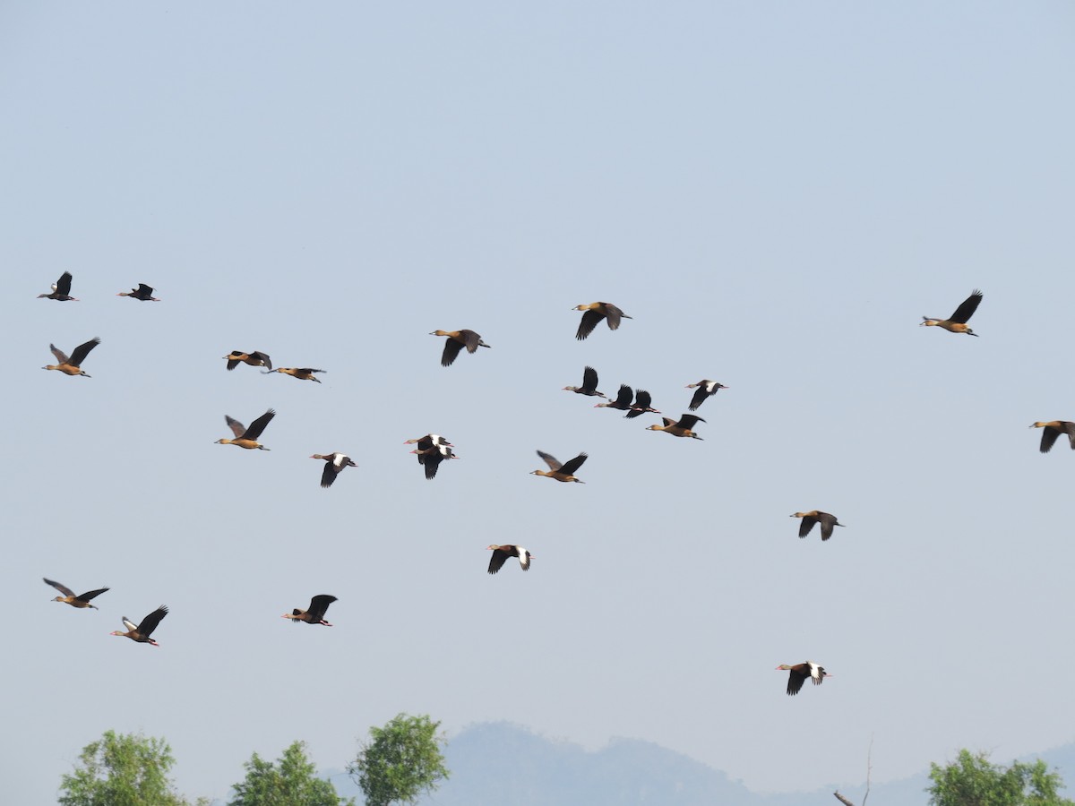 Black-bellied Whistling-Duck - ML617812341