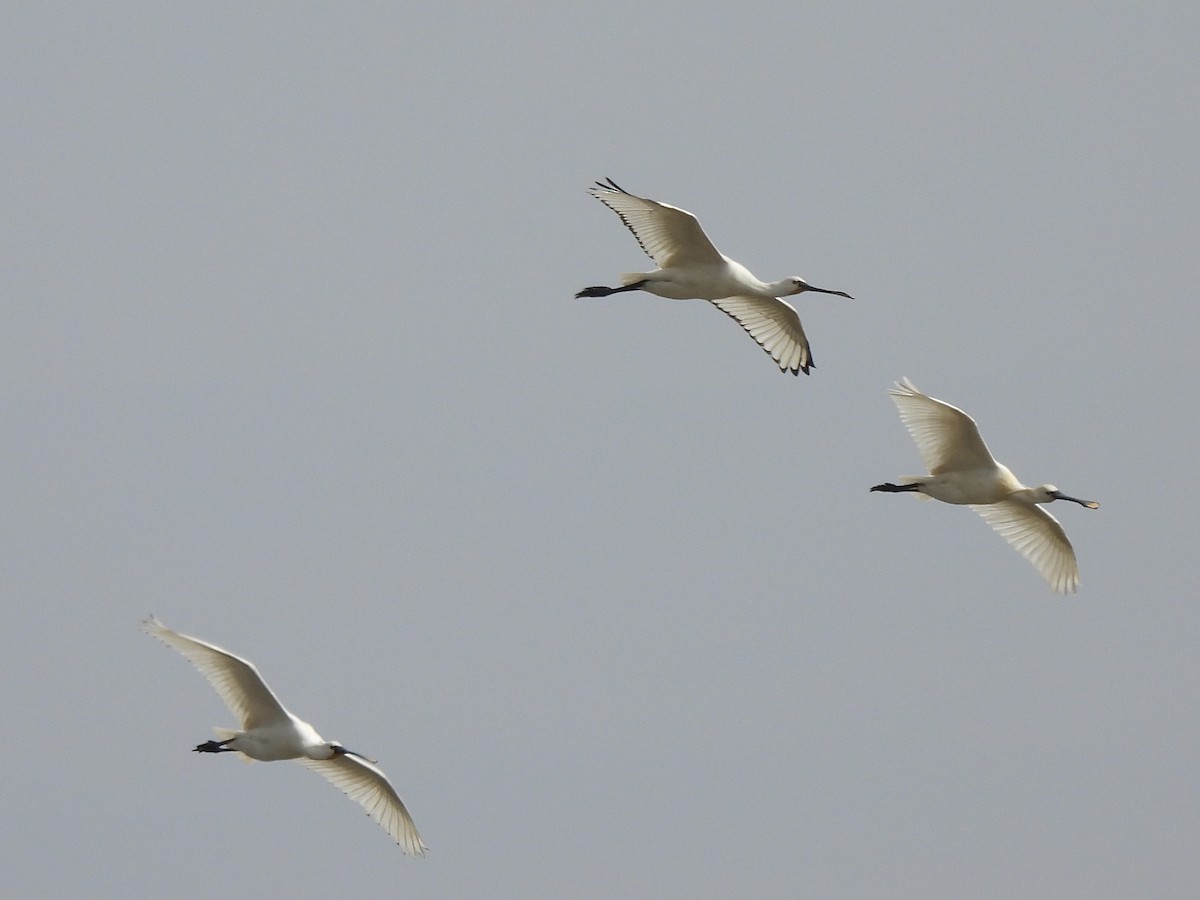 Халбаган хошуут - ML617812349