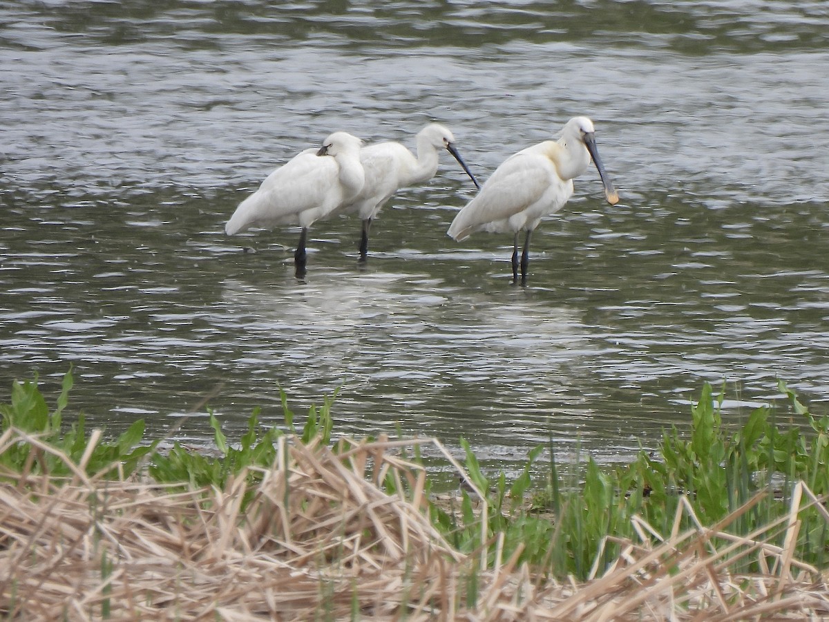 Eurasian Spoonbill - ML617812350