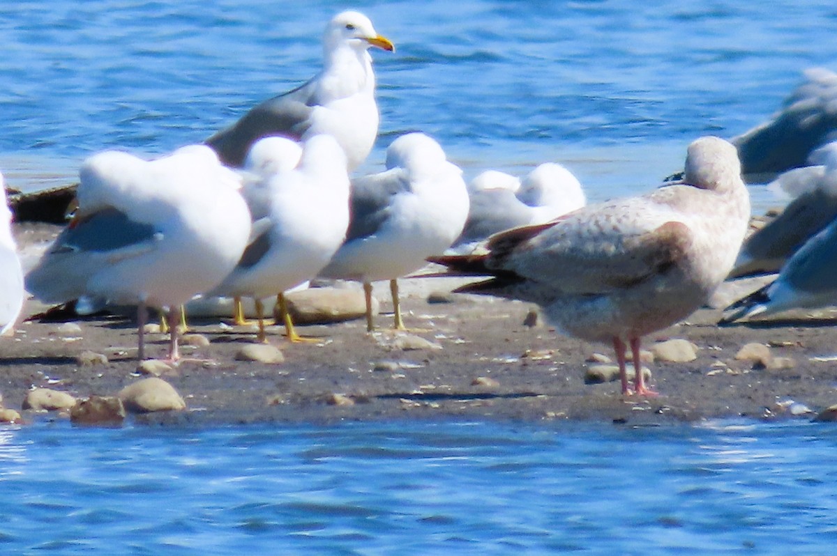 Gaviota Argéntea - ML617812395