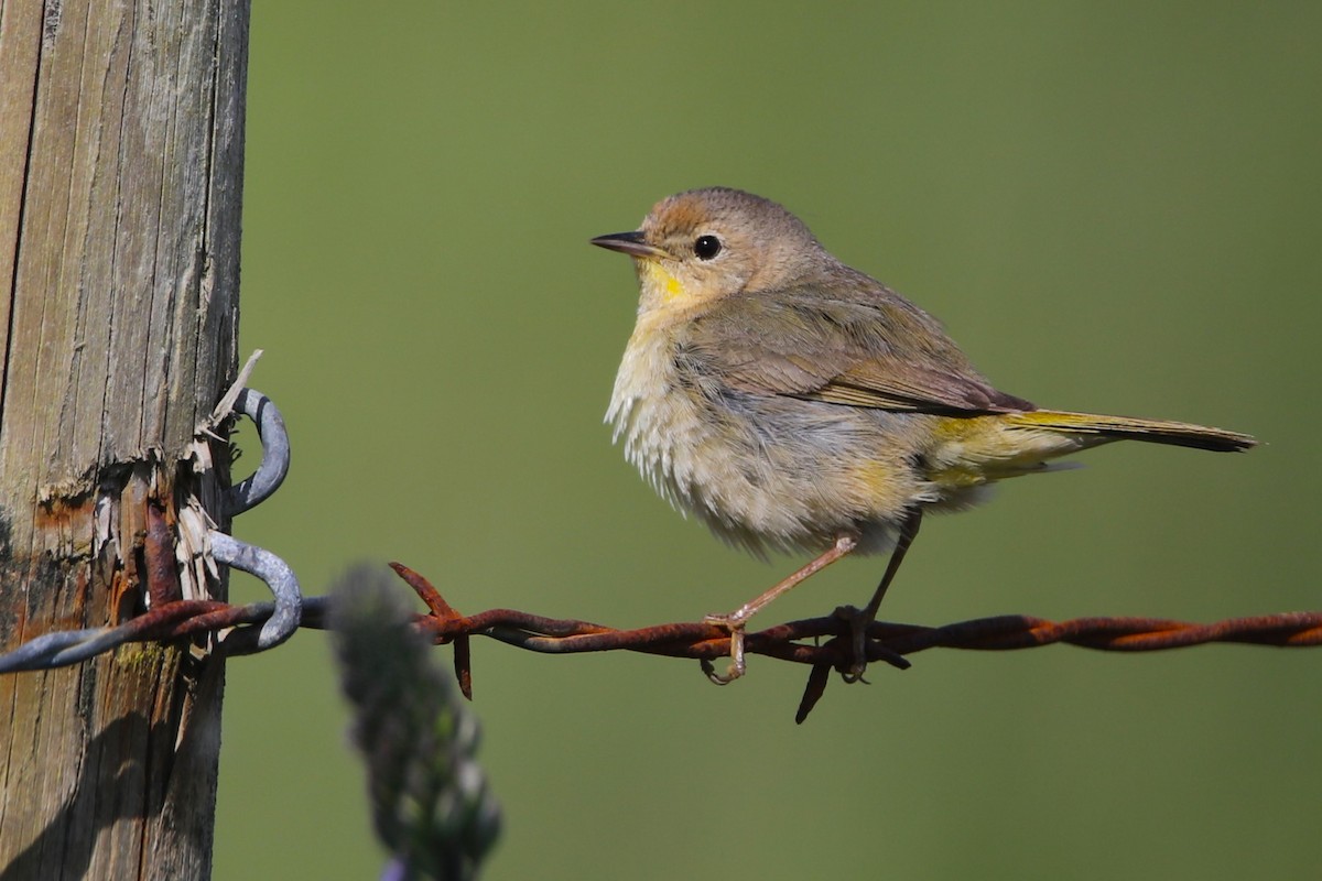 Common Yellowthroat - ML617812451