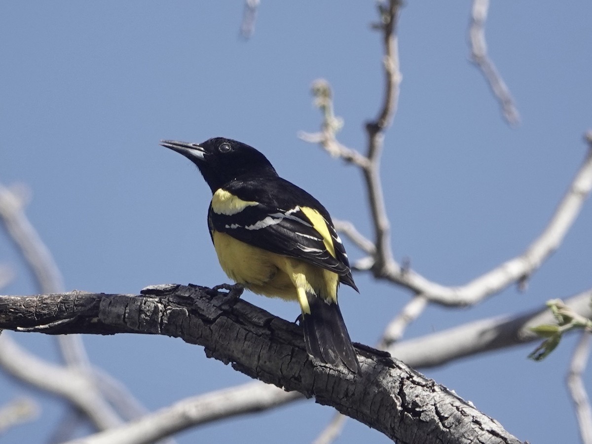 Scott's Oriole - ML617812453