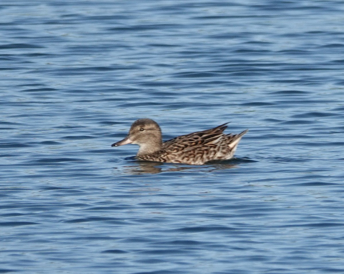 Green-winged Teal - ML617812464