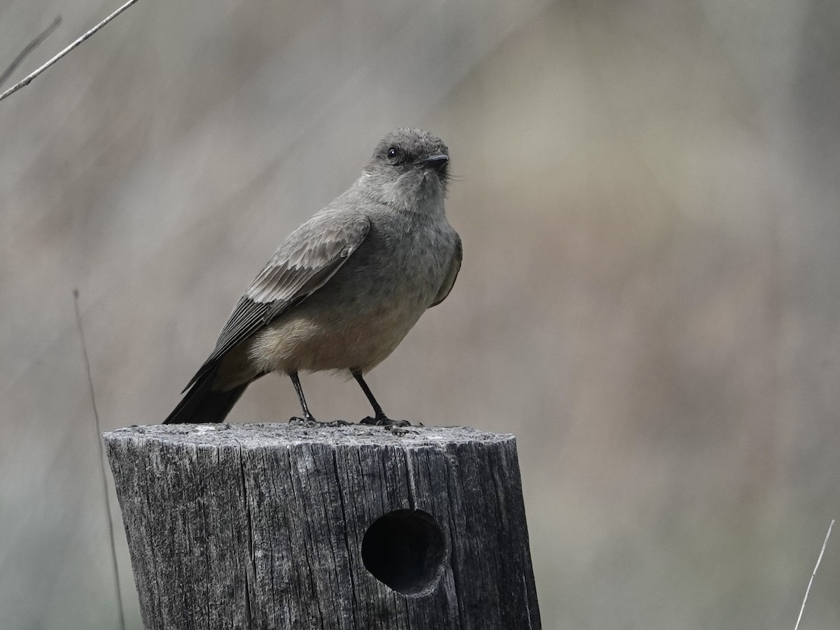 Say's Phoebe - ML617812473