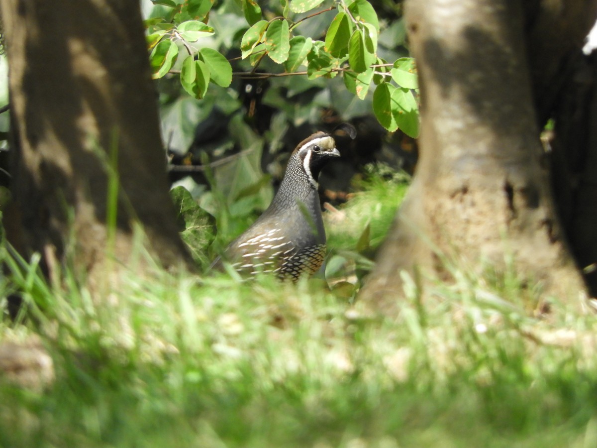 California Quail - ML617812477