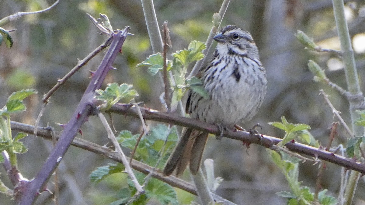 Song Sparrow - ML617812486
