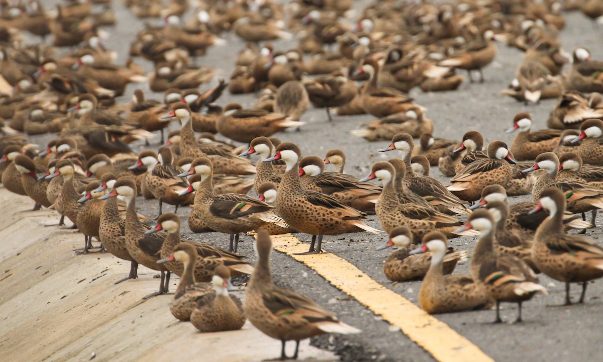 White-cheeked Pintail - Scott Watson