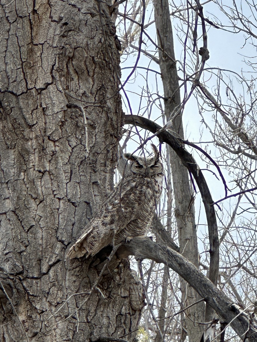 Great Horned Owl - Nick Foster