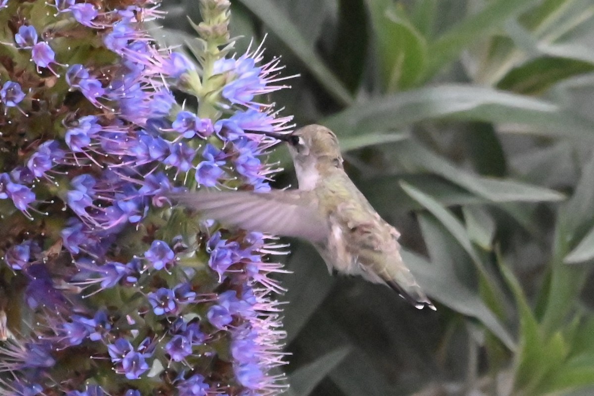 Colibri à gorge noire - ML617812532