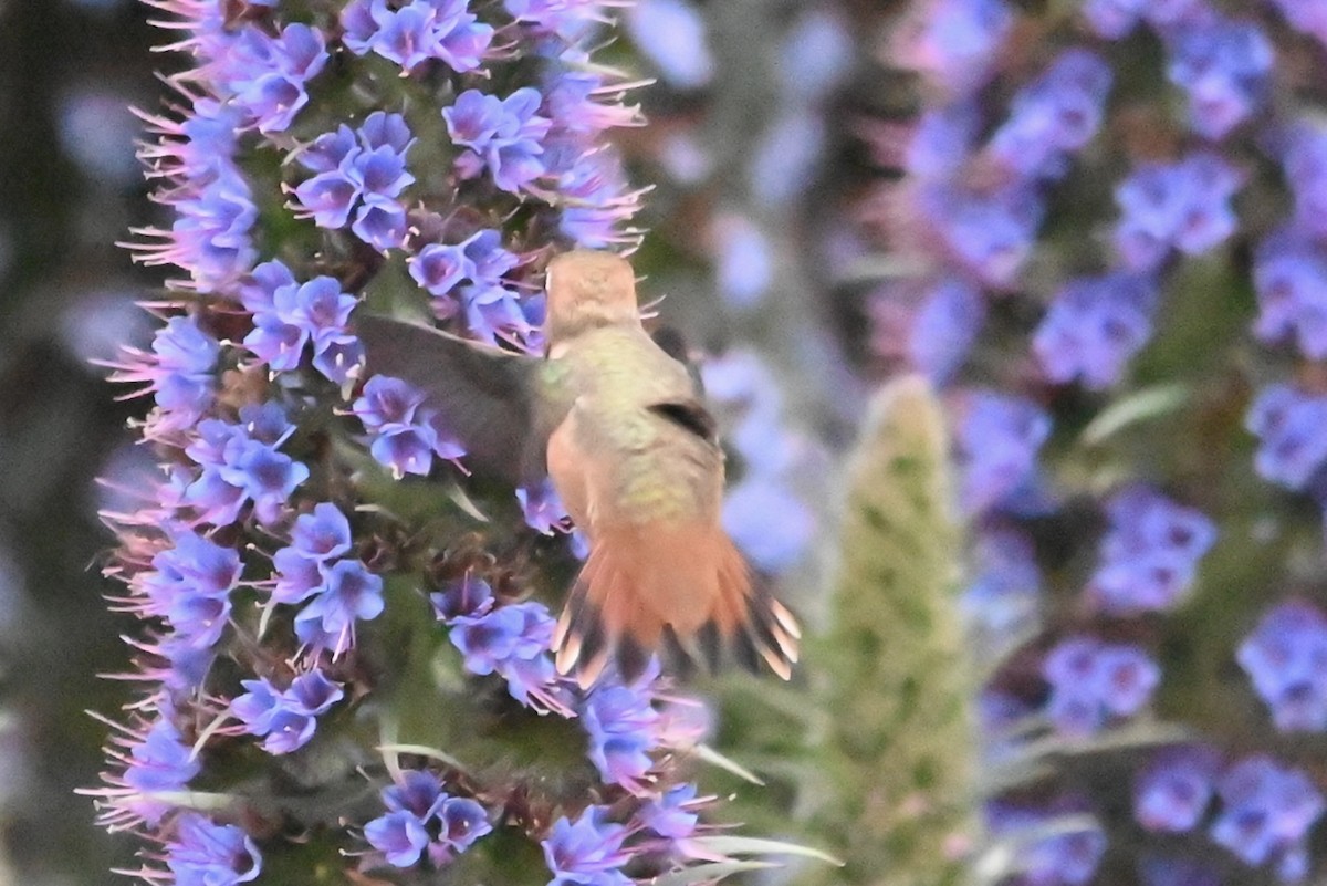 chaparralkolibri - ML617812540