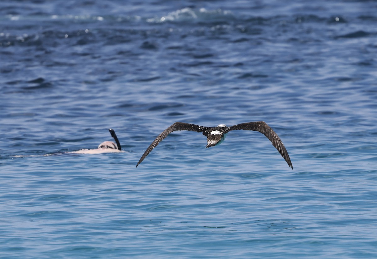 Blue-footed Booby - ML617812567