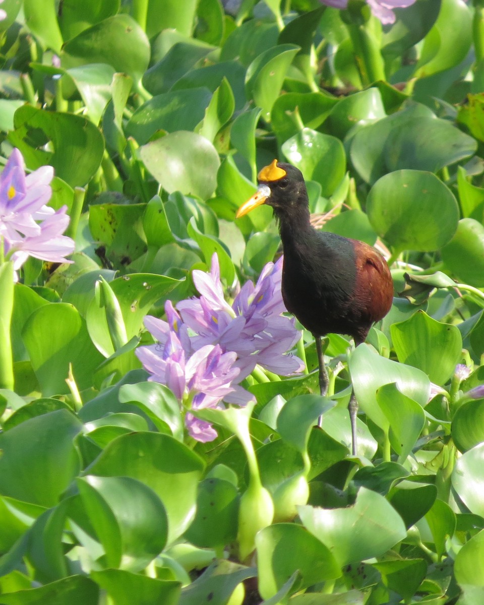 Jacana Centroamericana - ML617812573