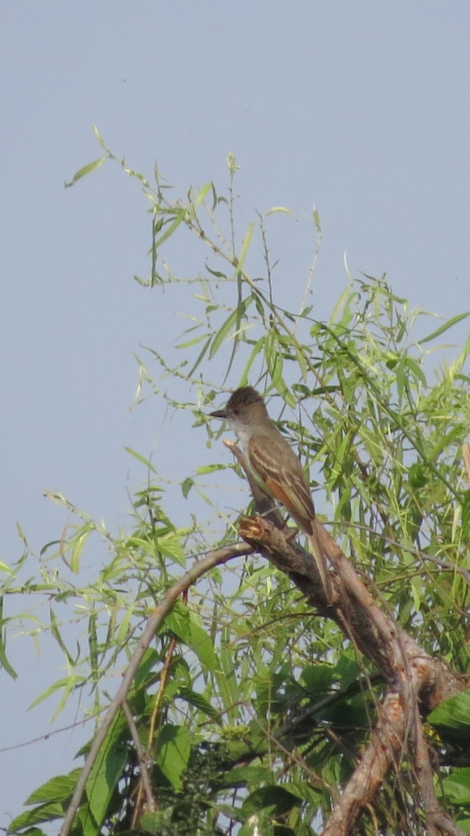 Brown-crested Flycatcher - ML617812593