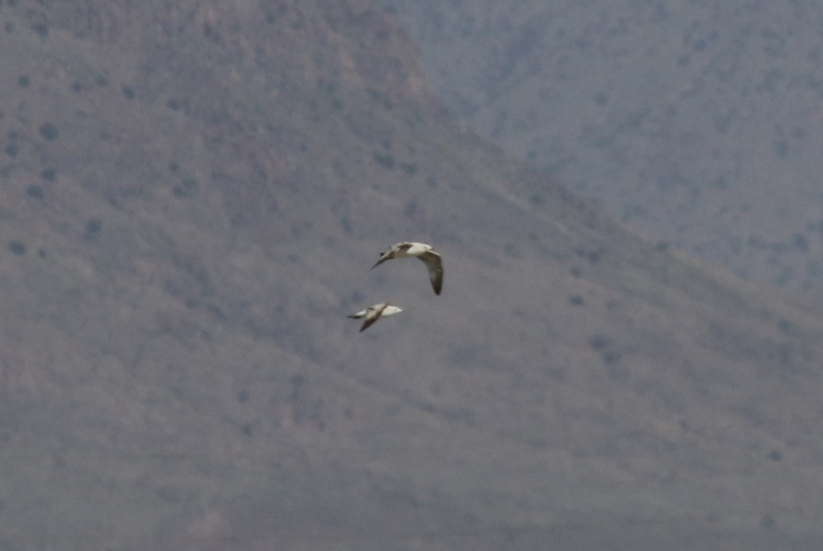 Ring-billed Gull - ML617812606