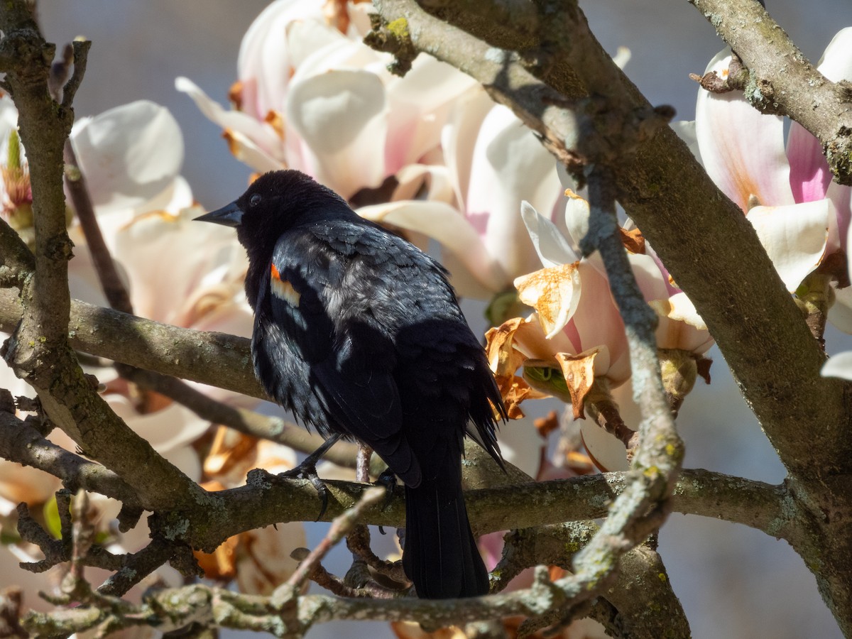 Red-winged Blackbird - ML617812611