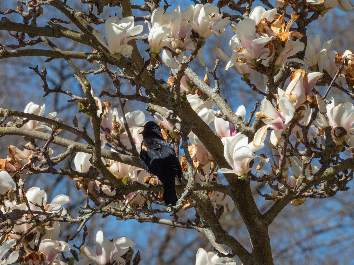 Red-winged Blackbird - ML617812612