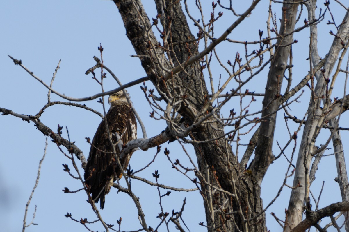 Bald Eagle - ML617812669