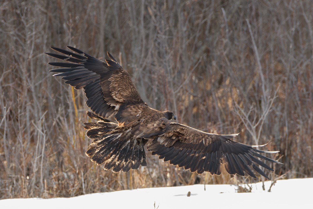 Bald Eagle - ML617812706