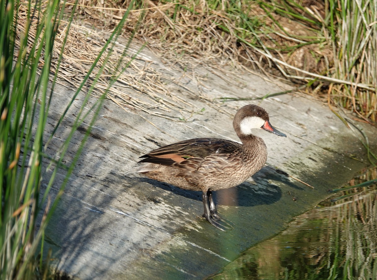 White-cheeked Pintail - ML617812715