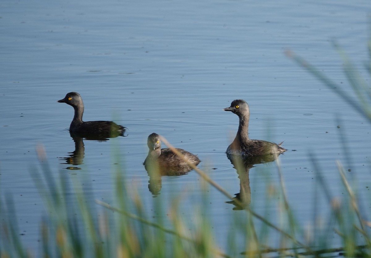 Least Grebe - ML617812717