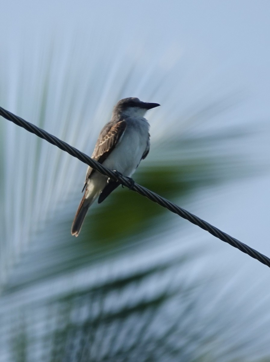 Gray Kingbird - ML617812748