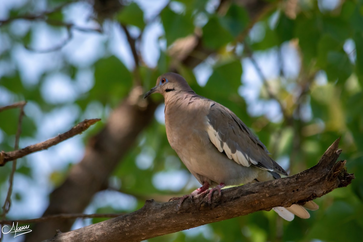 White-winged Dove - ML617812764
