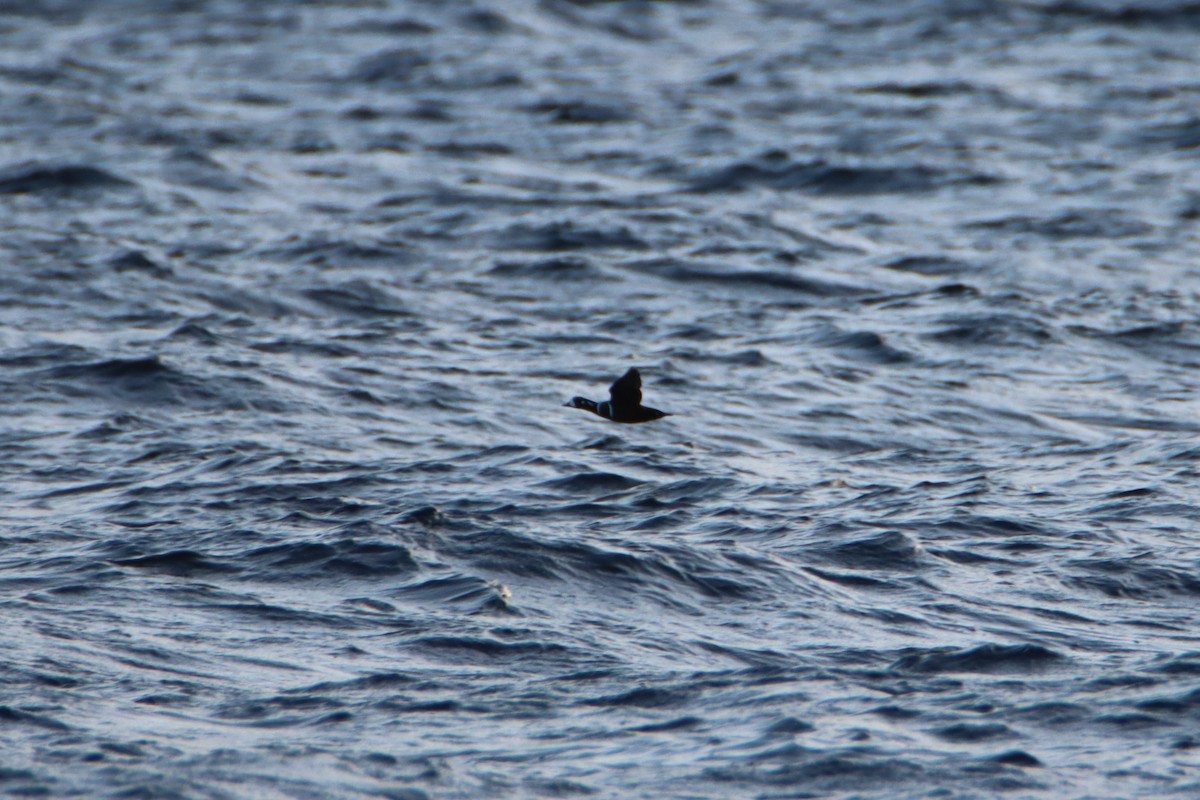 Harlequin Duck - ML617812807