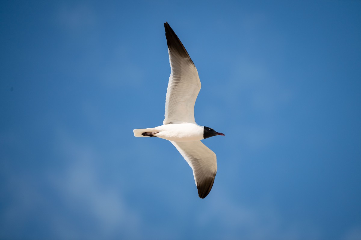 Laughing Gull - ML617812822