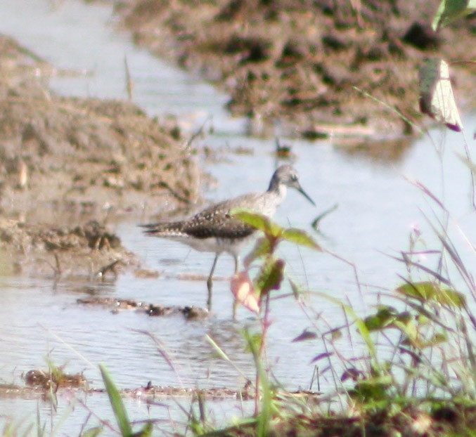 Lesser Yellowlegs - ML617812824