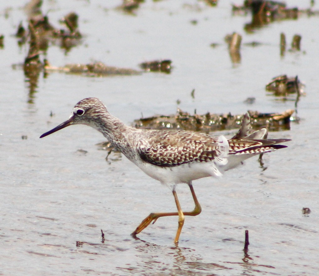 Lesser Yellowlegs - ML617812825