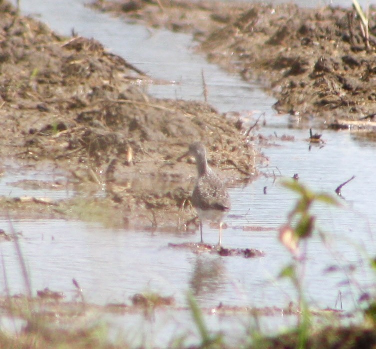 Lesser Yellowlegs - ML617812827