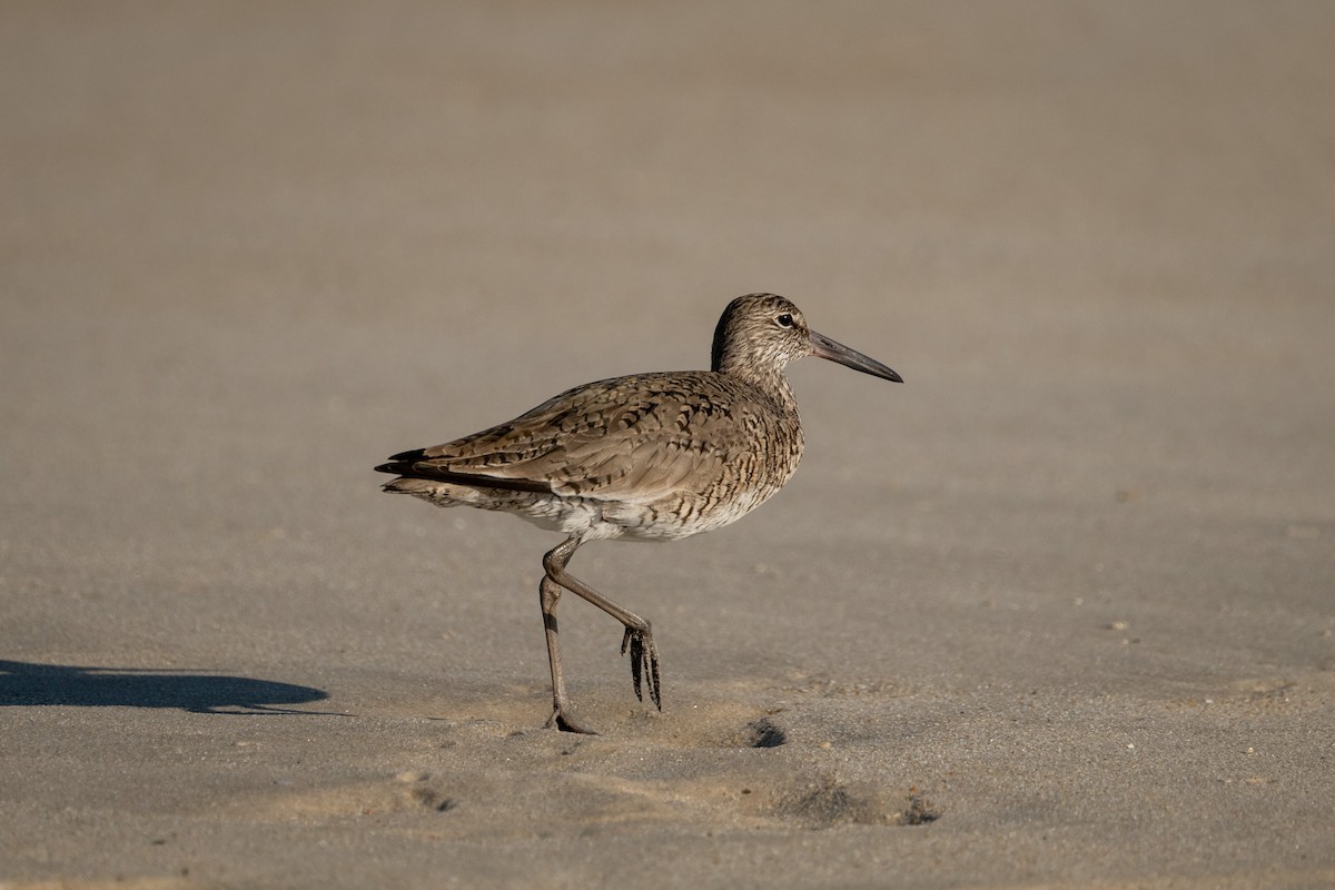 Willet - ML617812888