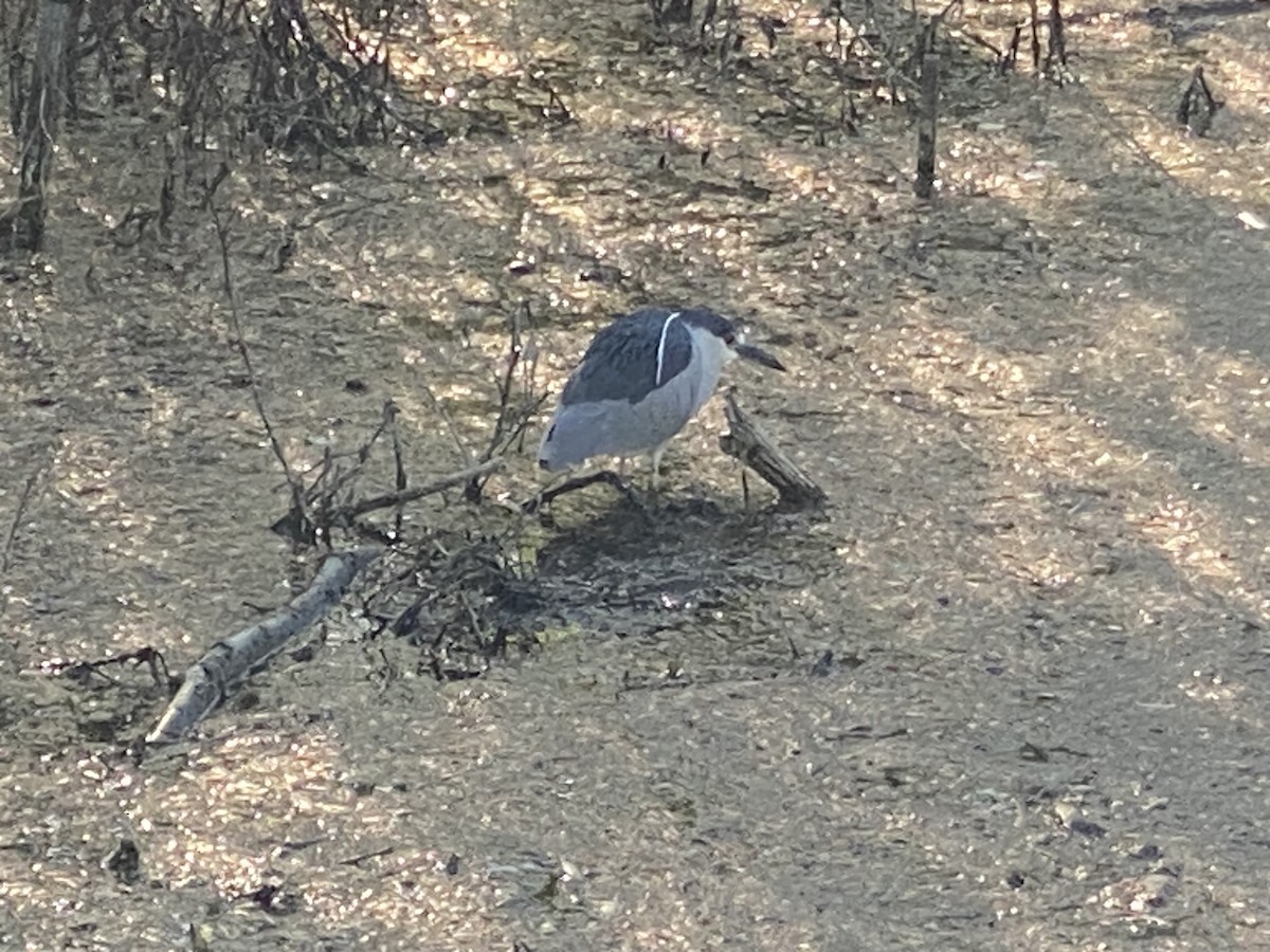 Black-crowned Night Heron - ML617812950