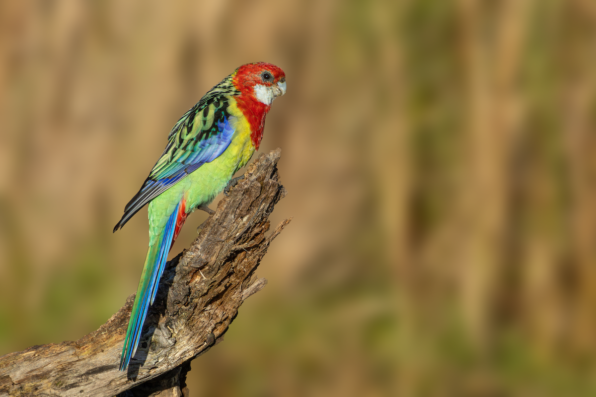 Eastern Rosella - ML617812957