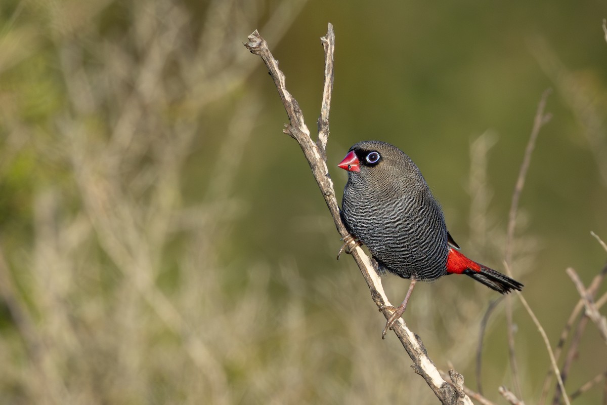 Beautiful Firetail - ML617812977