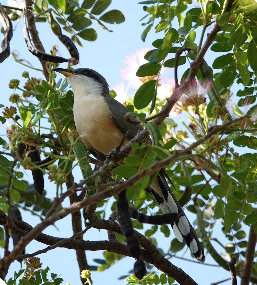 Mangrove Cuckoo - ML617813016