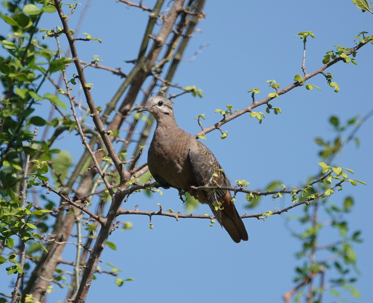 Eared Dove - ML617813019