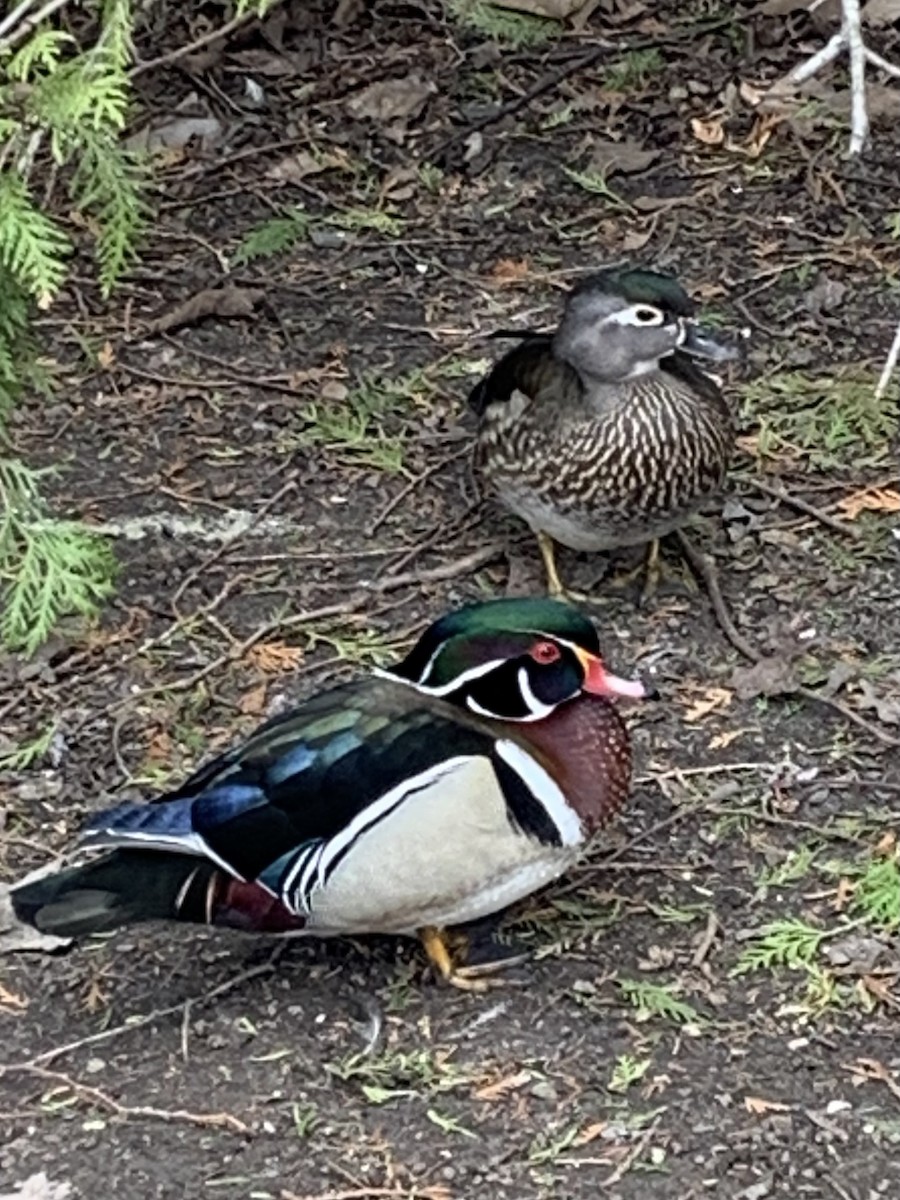 Wood Duck - ML617813023