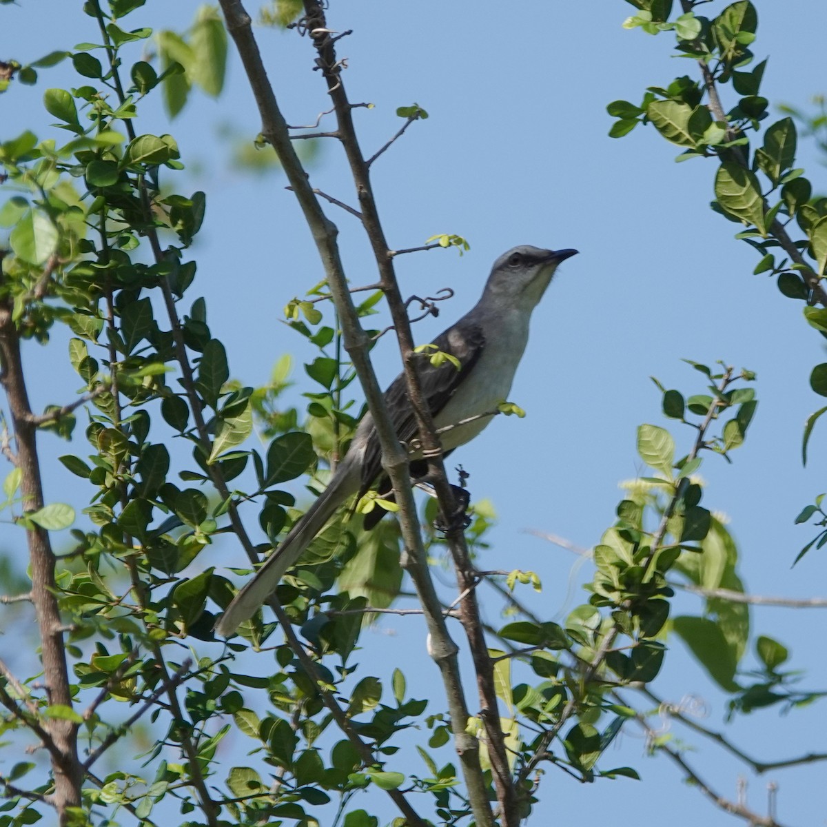 Tropical Mockingbird - ML617813024